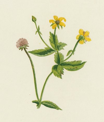 Beno común, Geum Urbanum de English School